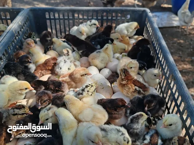 صيصان دجاج تهجين وصيصان سمان