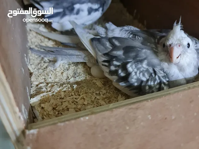 زوج كوكتيل وايت فيس