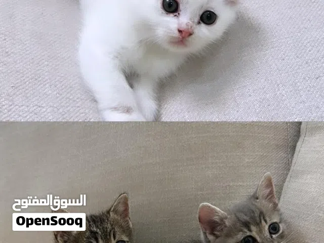 قطط من نوع السكوتش فولد + برتش لعوبات العمر 50 يوم السعر عند التواصل