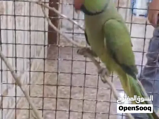 ببغاء دره فحل هندي للبيع