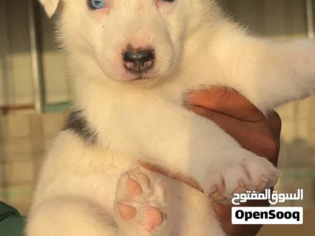 هاسكي سيبيري