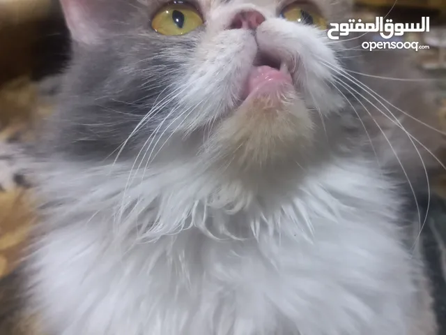 قطه للبيع بيكي فيس