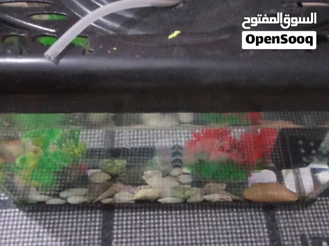 حوض بالزينه والفلاتر  والصدف معه حوتت قولد فيش دهبيه سبب البيع سفر