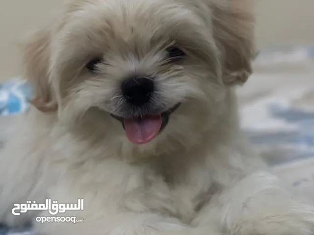 كلب للبيع بدون ورق رعايه كويسه ببيعه لظروف خاصه واخد حقنه تطعيم تحصين ونضافه