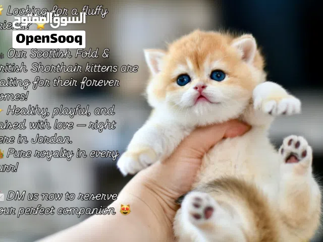 اعلى مستويات البريتش والسكوتش اعل   المستويات العالمية الجميله ny12