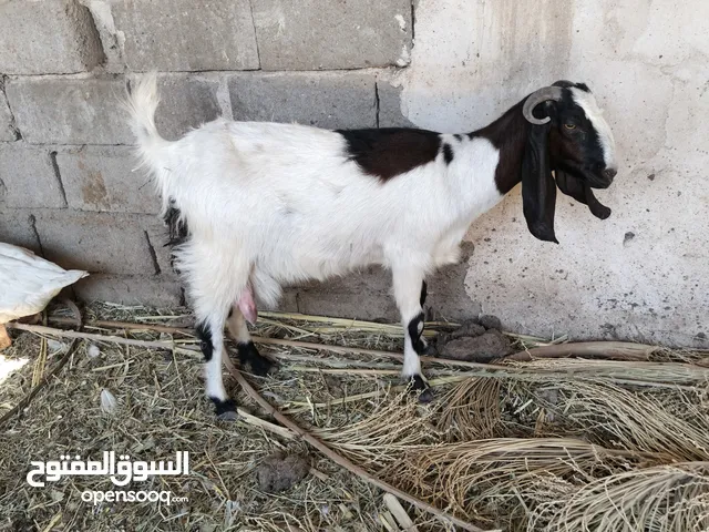صخله اول بطن جابت امس ومات ابنه بيه حليب خير من الله