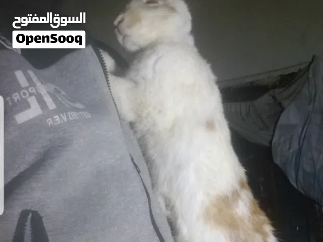 ارانب هجين بابيون وفلندر