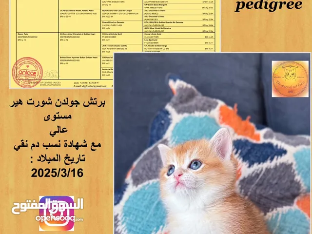 برتش جولدن بيور دم نقي British shorthair