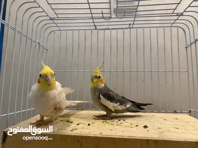 زوج كروان أنثى أليفه