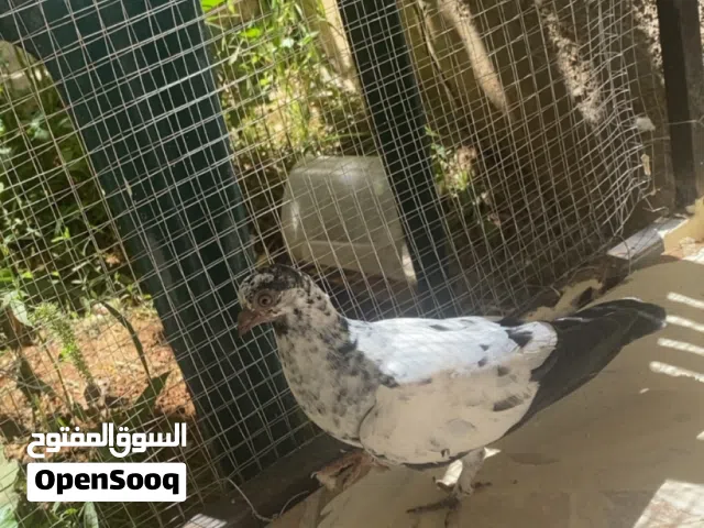 متوفر فحل هزاز و فحل بوز و مخلف و فرخ مزهور اسود فطم جديد للبيع