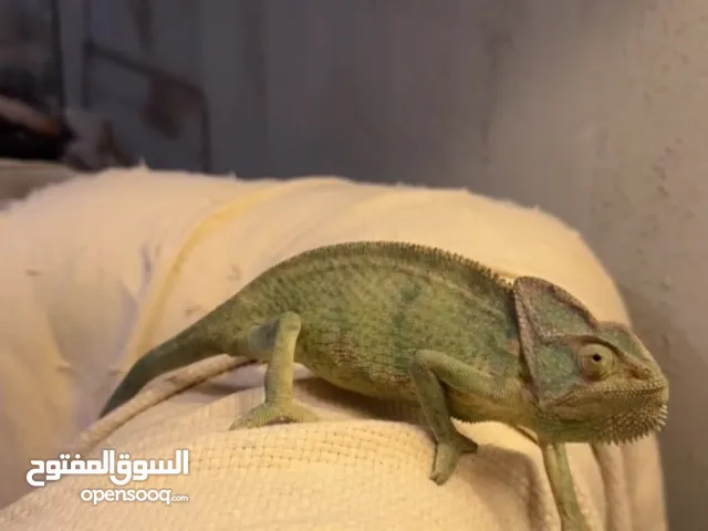 للبيع حرباء اليفه متعلمه ع اليد