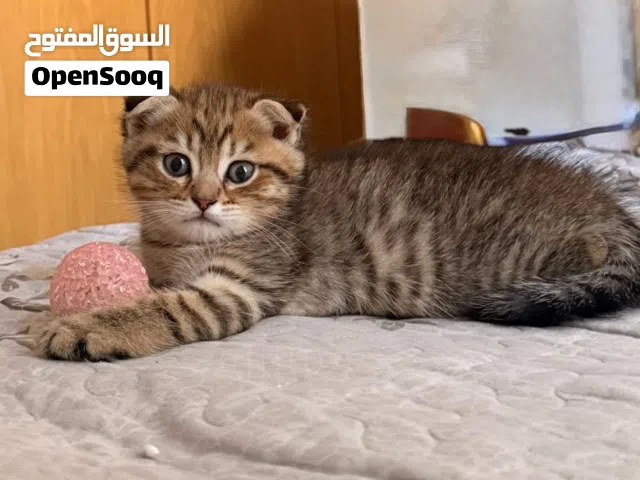 سكوتش فولد العمر 3 شهور Scottish Fold Kittens