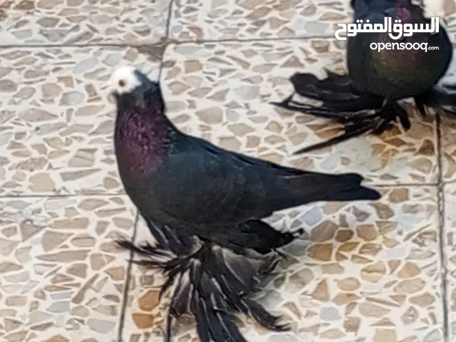 كرنكات وكمر ليات