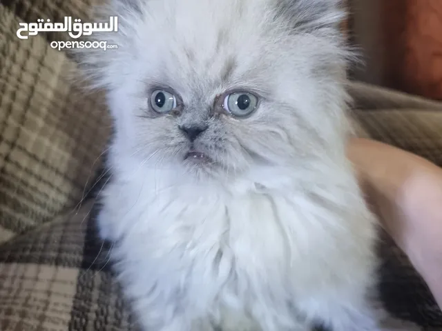 كتن هملايا عمر شهرين