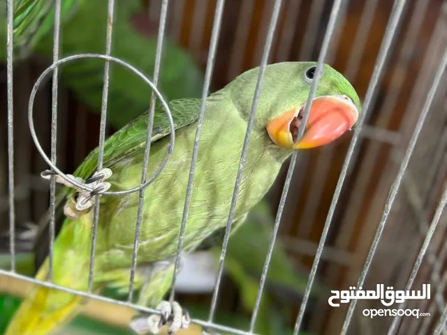 كاساندرا اليف زق يدوي