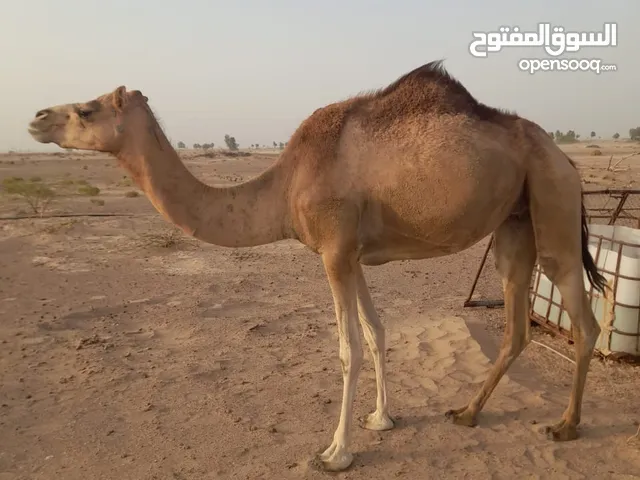 البيع ناقة سمين