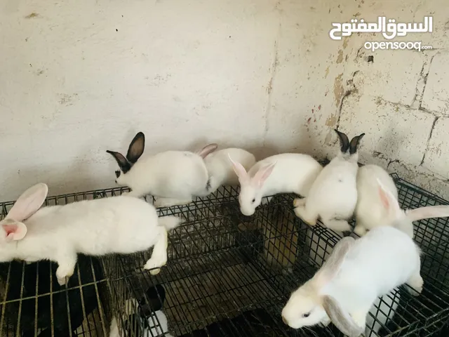 فطام أرانب للبيع العمر 50 يوم