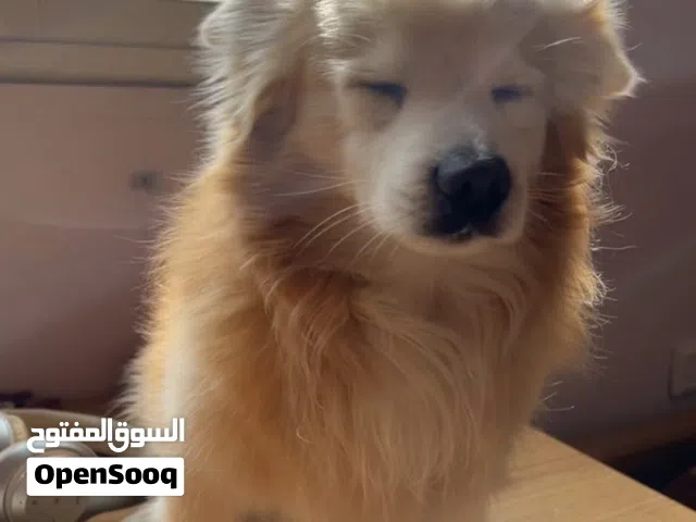 ذكر لولو فوكس للتزاوج فقط