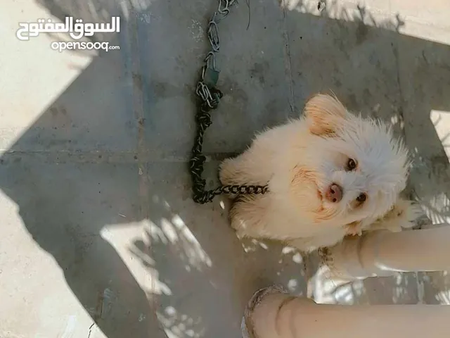 بسم الله موجود انثى فرنش تيرا صحه ونظاف 100/100 لعوبه وهاديه جدا مع الاطفال عمرها 10شهور ماخذه جميع