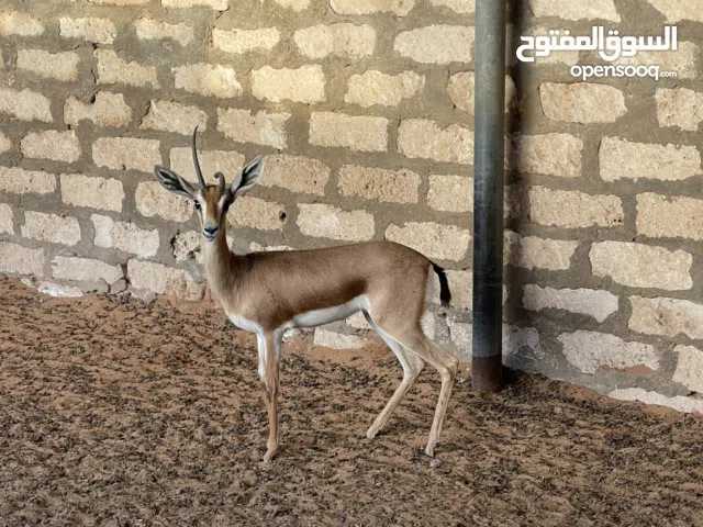 كوبيات ومغير عشار