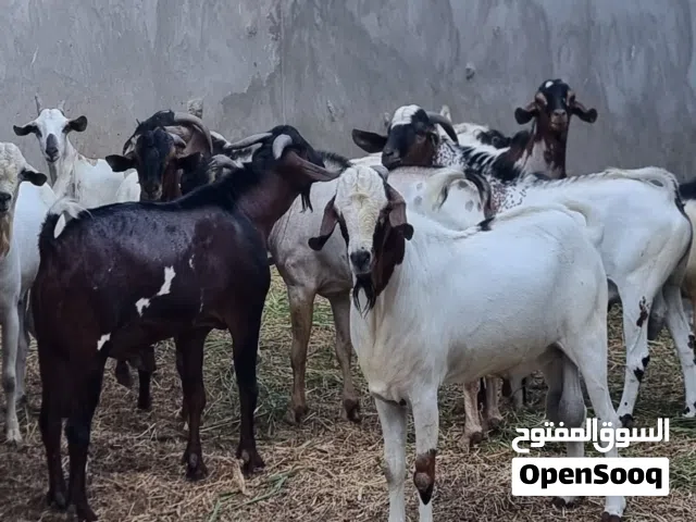 جداية إثيوبية