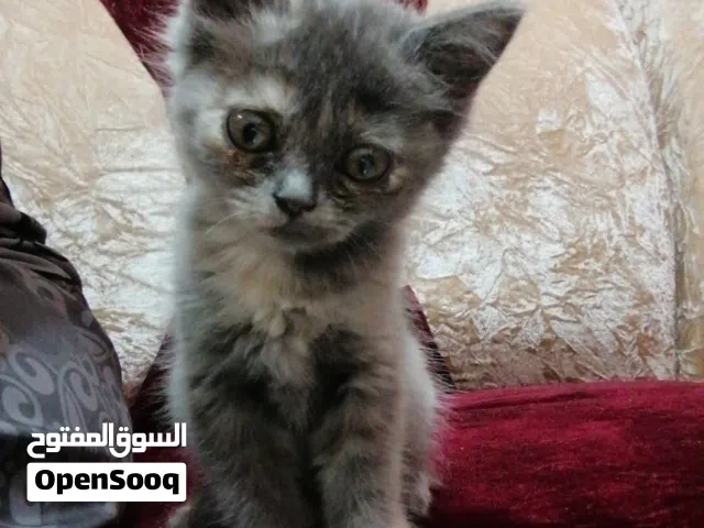 قط حق التبني الجنس انثى العمر ثمن شهور