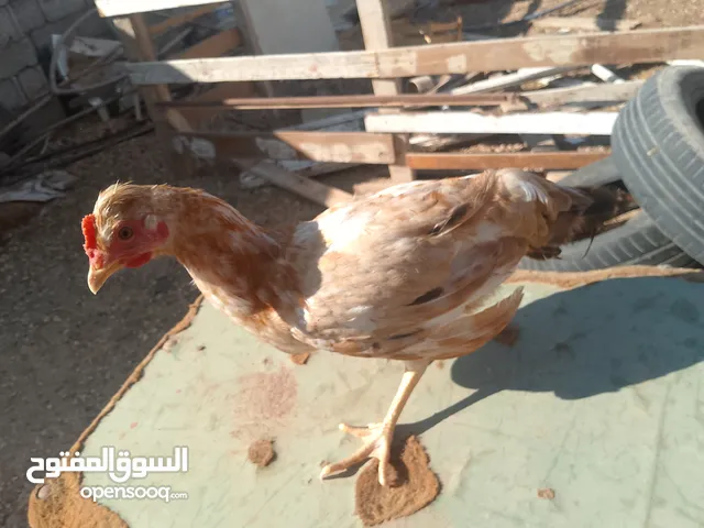 تسعه ديوك للبيع الوحده علي15 المكان سيدي خليفه امام كاش ملك ويوجد توصيل سعر التوصيل 15ديناربنغازي