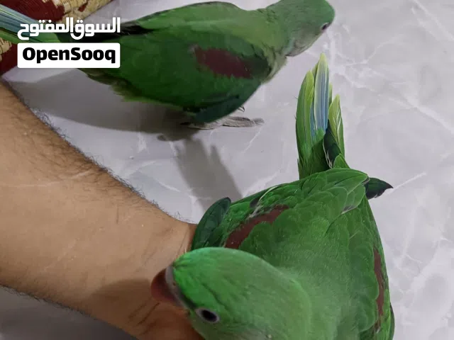 زوج افراخ نيبالي عراقي انتاجي الخاص