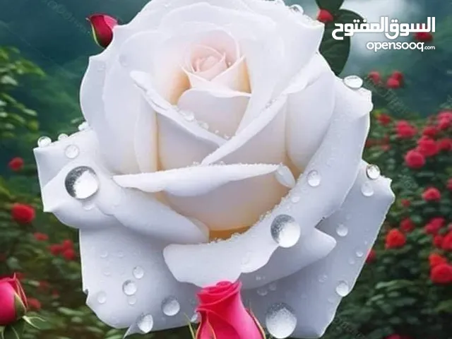 ذبح جميع اضاحي العيد ذبح سلخ تقطيع