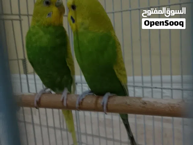 عصافير الحب