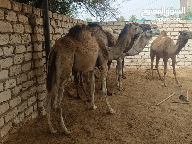 بسم الله ماشاء الله توكلت علي الله قعدان أضاحي السن.....( تنايا ) العنوان /.... مدينة الزاوية