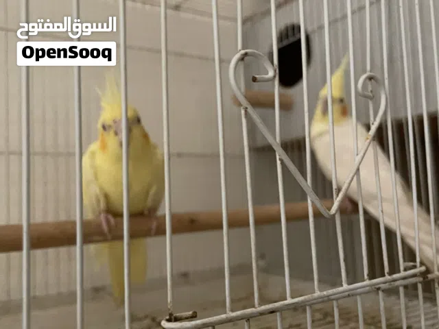 زوج كوكتيل منتج بصحه ممتازه جدا
