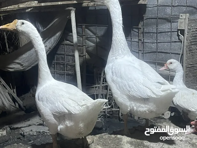 بط بلغاري نثيه وفحل