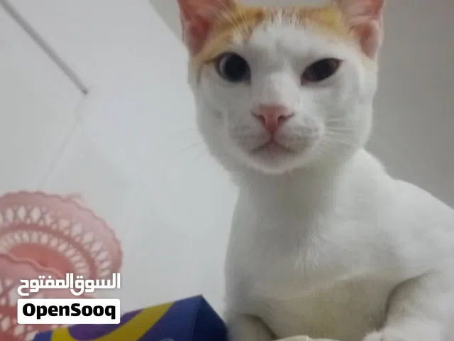 قط ذكر يطلب تزاوج