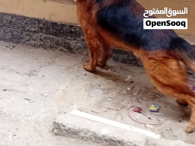 للبيع ذكر جيرمن شيبرد مميز حراسة