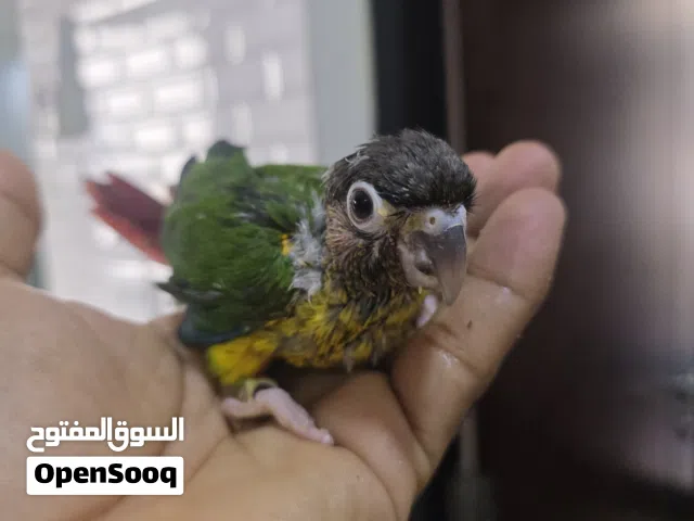 Conure chicks for sale. Those interested can contact me via WhatsApp.