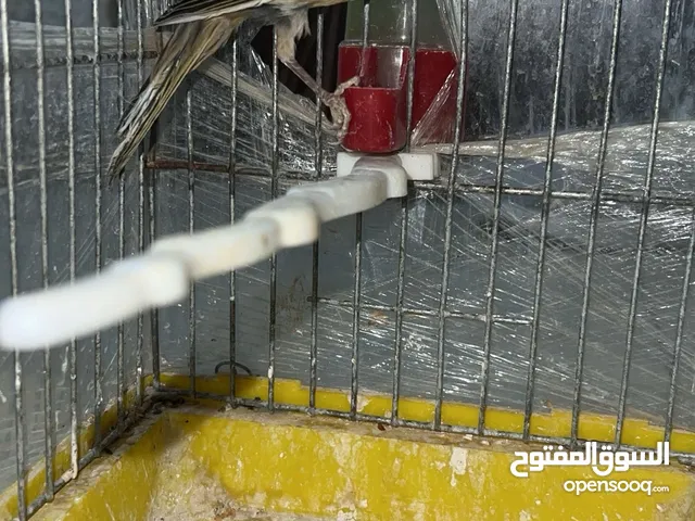 فحل كنار للبيع او البدل