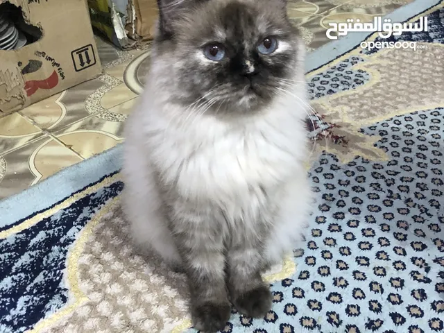 قط سيامي للبيع السعر 100الف