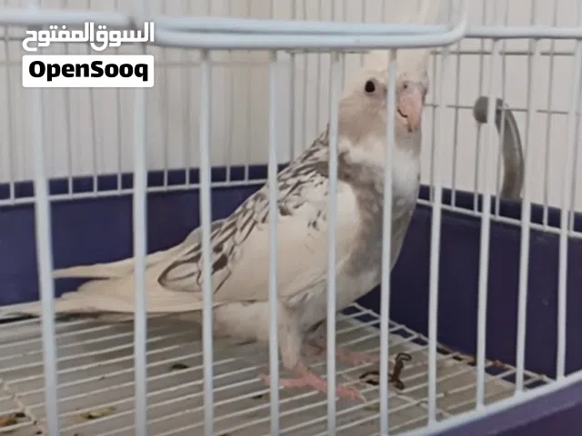 نتايه كوكتيل فرنساويه