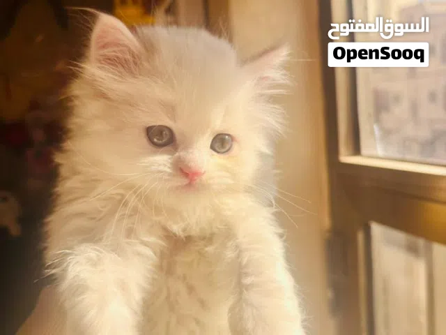 قطط لسا باقي القط الحلو ذا للبيع ما شاء الله تبارك الرحمن