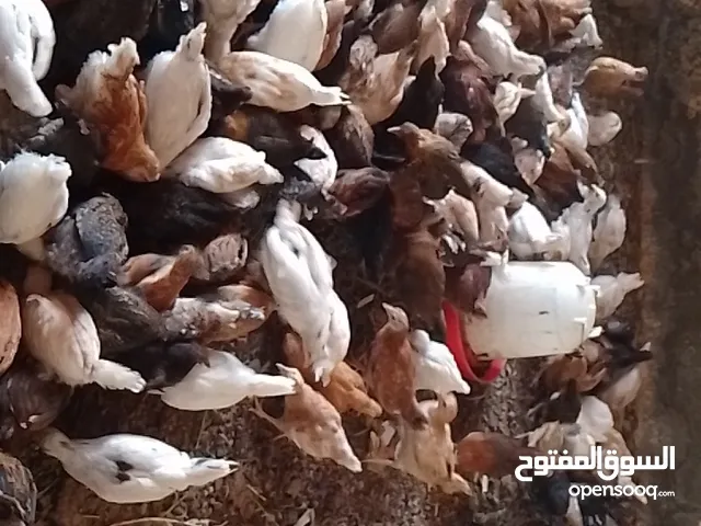 للبيع دجاج عمانيات