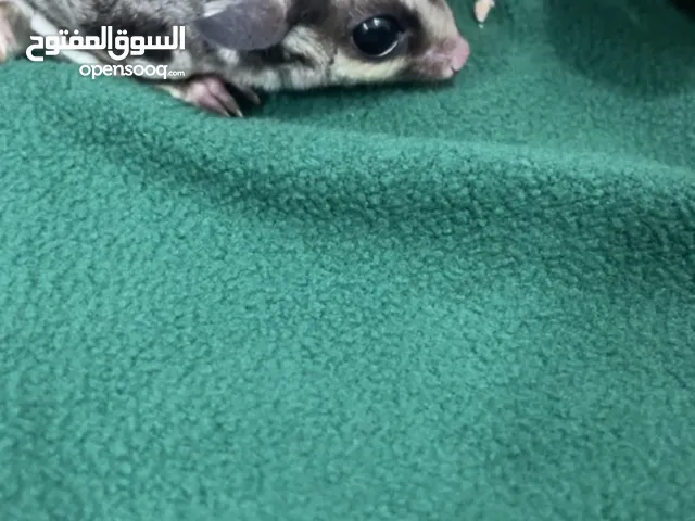 سنجاب طائر (sugar glaider )