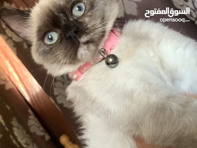 قطة سيامي هملايا مهجن انثى