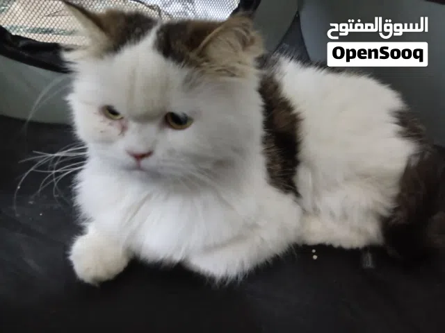 قطه شيرازي نظيفه و معقمه و ملقحة هادئة كلش للبيع