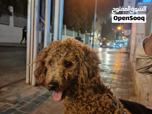 � كلب Poodle ذكر للبيع - مطاعيم مكتملة