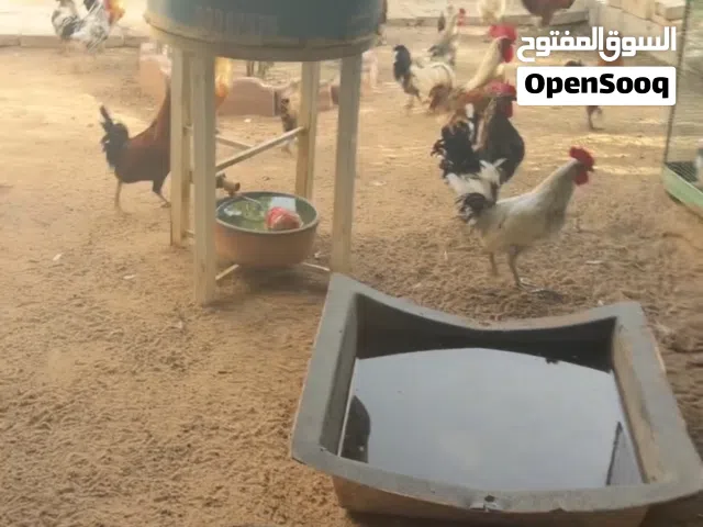 للبيع دجاج عربي