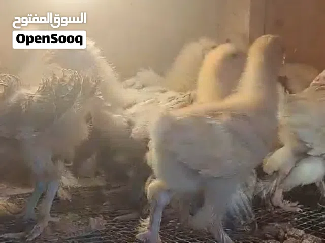 صيصان كوشن للبيع