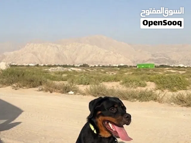 روت وايلرر
