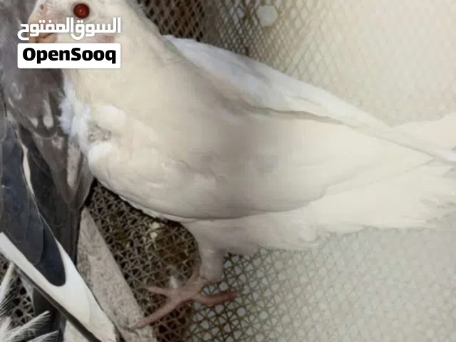 كوكتيل انتاج عراقي  البينو عيون حمر جاهز