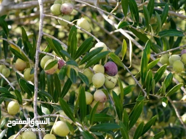 أرض سعر لقطة وموقع رائع جدا